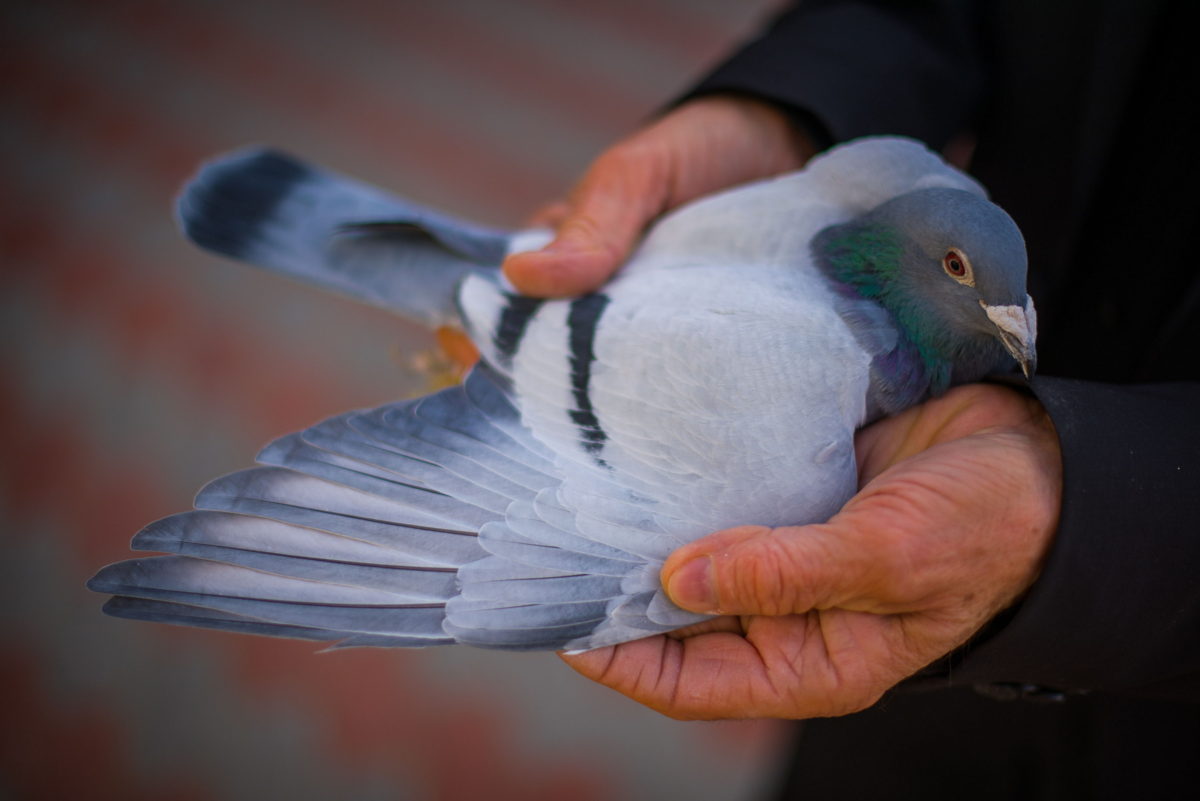 Man holding racing pigeon
