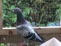 Racing Pigeon Young Bird for sale
