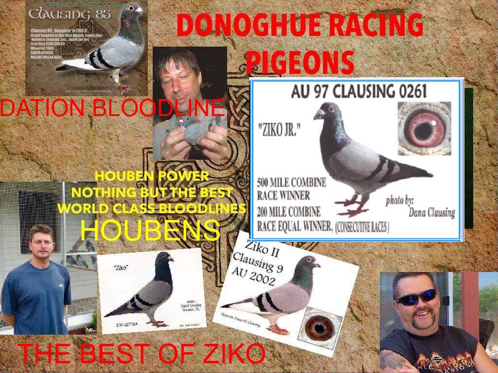 Donoghue Pigeons for Sale