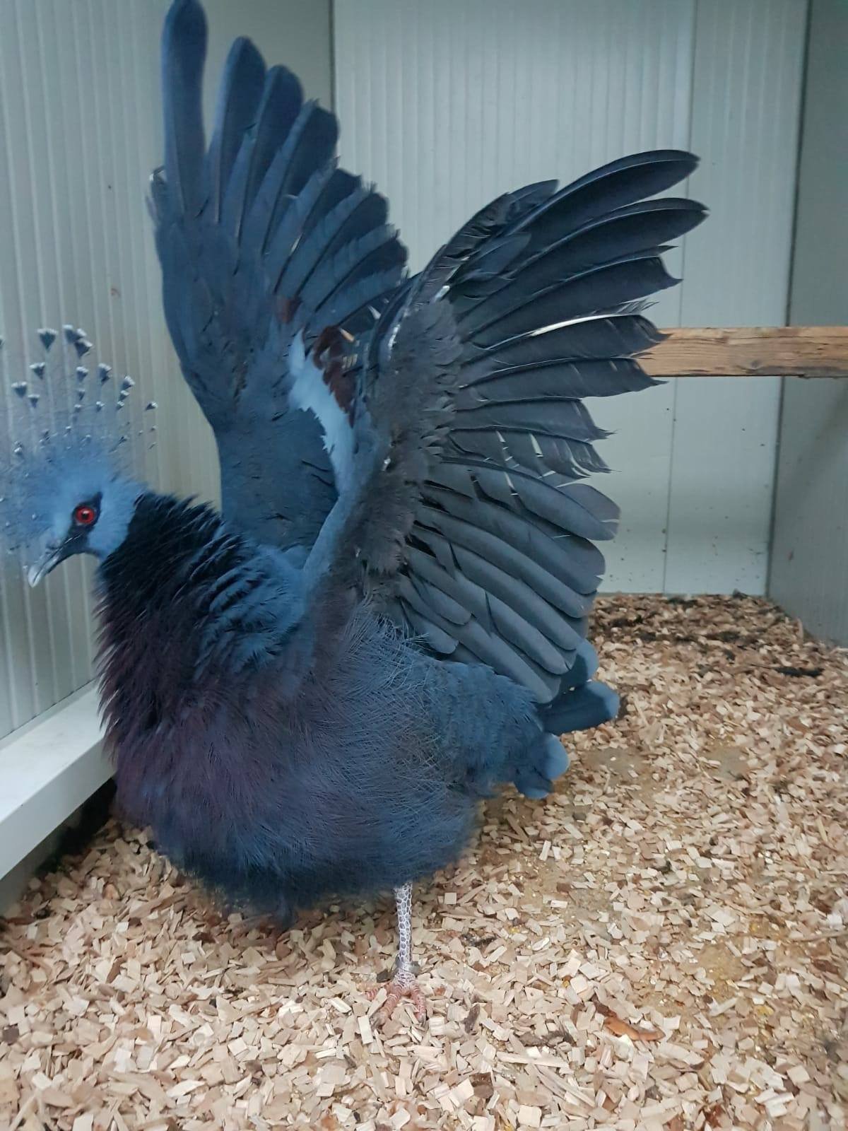 Victoria Crowned Pigeon Flapping wings