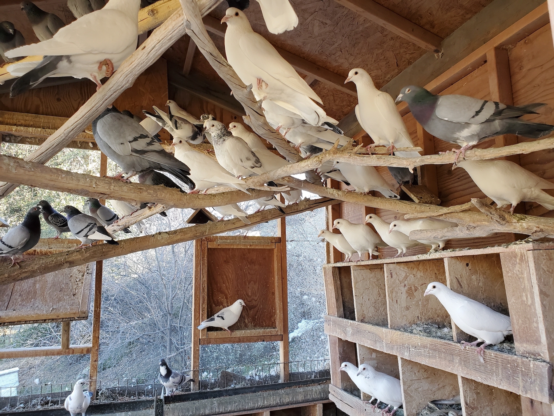 Homing Pigeons for Sale