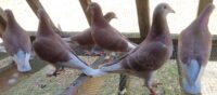 Sions Racing Pigeons Red For Sale