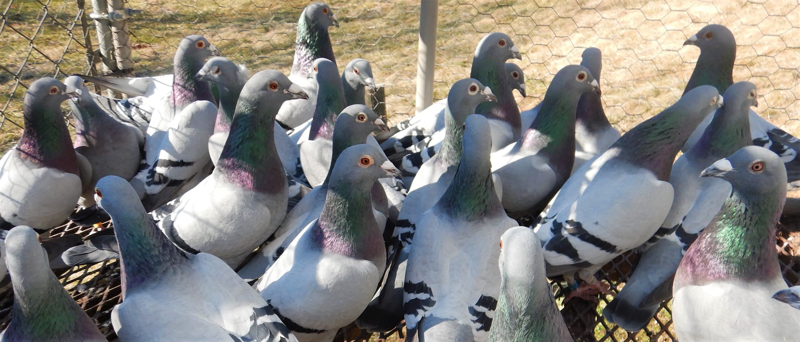 Sions Pigeons Banner Image