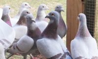 Sions Racing Pigeons Red Bar